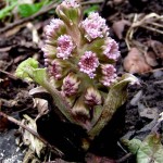 BUTTERBUR