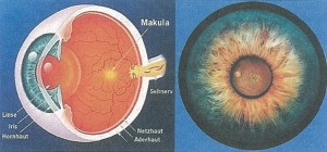 eyes
