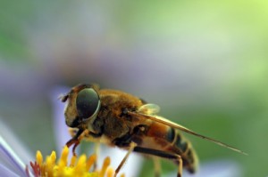 bee