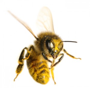 Bee Stings