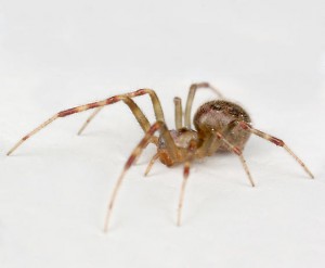 spider-close-up