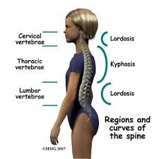Regions and Curves of the Spine